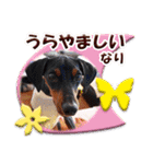 ミニチュアピンシャーの日常会話 Part5 春（個別スタンプ：33）
