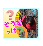 ミニチュアピンシャーの日常会話 Part5 春（個別スタンプ：34）