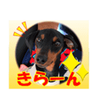 ミニチュアピンシャーの日常会話 Part5 春（個別スタンプ：35）