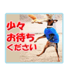 ミニチュアピンシャーの日常会話 Part5 春（個別スタンプ：38）