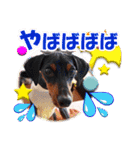 ミニチュアピンシャーの日常会話 Part5 春（個別スタンプ：39）