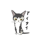 かわいいネガティヴ猫たち（個別スタンプ：5）