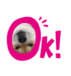 れおちゃんです（個別スタンプ：1）