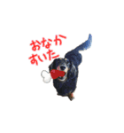 シェーデッドクリームとブラックタン（個別スタンプ：6）
