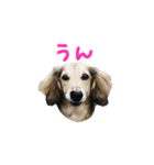 シェーデッドクリームとブラックタン（個別スタンプ：12）