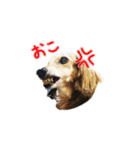 シェーデッドクリームとブラックタン（個別スタンプ：21）
