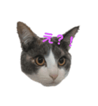三毛猫 ラテ（個別スタンプ：1）