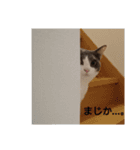 三毛猫 ラテ（個別スタンプ：2）