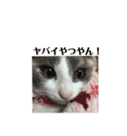 三毛猫 ラテ（個別スタンプ：3）