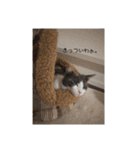 三毛猫 ラテ（個別スタンプ：5）