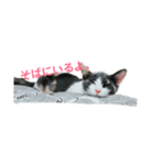 三毛猫 ラテ（個別スタンプ：6）