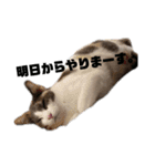 三毛猫 ラテ（個別スタンプ：10）