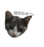 三毛猫 ラテ（個別スタンプ：11）