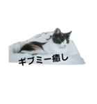 三毛猫 ラテ（個別スタンプ：12）