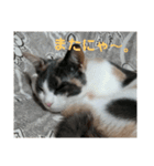 三毛猫 ラテ（個別スタンプ：15）