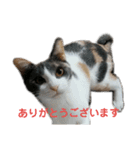 三毛猫 ラテ（個別スタンプ：16）