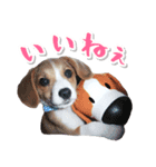 ミックス犬ロビン（個別スタンプ：2）