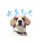 ミックス犬ロビン（個別スタンプ：7）