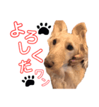 宮腰ラッキーのスタンプ（個別スタンプ：6）