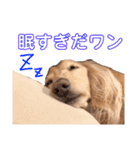 宮腰ラッキーのスタンプ（個別スタンプ：9）