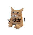 トラ理事長（個別スタンプ：6）