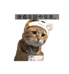 トラ理事長（個別スタンプ：12）