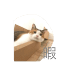 まろと愉快な仲間たち（個別スタンプ：2）