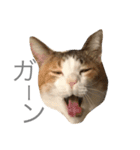 まろと愉快な仲間たち（個別スタンプ：6）
