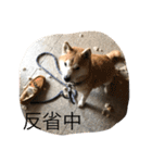 まろと愉快な仲間たち（個別スタンプ：9）