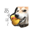 まろと愉快な仲間たち（個別スタンプ：13）