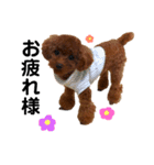 愛犬めいちゃんの日常（個別スタンプ：3）