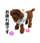 愛犬めいちゃんの日常（個別スタンプ：4）