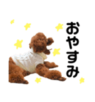 愛犬めいちゃんの日常（個別スタンプ：5）