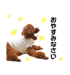 愛犬めいちゃんの日常（個別スタンプ：6）