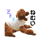 愛犬めいちゃんの日常（個別スタンプ：7）