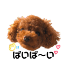 愛犬めいちゃんの日常（個別スタンプ：9）