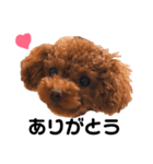 愛犬めいちゃんの日常（個別スタンプ：10）