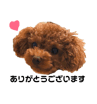 愛犬めいちゃんの日常（個別スタンプ：11）