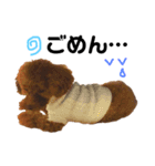 愛犬めいちゃんの日常（個別スタンプ：13）