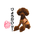 愛犬めいちゃんの日常（個別スタンプ：15）