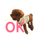 愛犬めいちゃんの日常（個別スタンプ：16）
