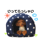 愛犬めいちゃんの日常（個別スタンプ：21）