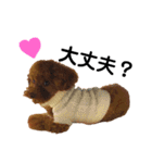 愛犬めいちゃんの日常（個別スタンプ：26）