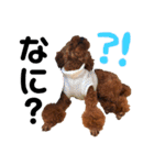 愛犬めいちゃんの日常（個別スタンプ：27）