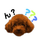 愛犬めいちゃんの日常（個別スタンプ：29）