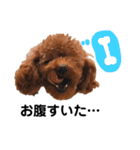 愛犬めいちゃんの日常（個別スタンプ：30）