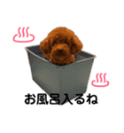 愛犬めいちゃんの日常（個別スタンプ：31）