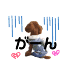 愛犬めいちゃんの日常（個別スタンプ：34）