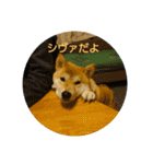 シヴァのスタンプワンね（個別スタンプ：7）
