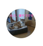 シヴァのスタンプワンね（個別スタンプ：11）